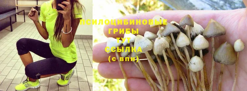 Псилоцибиновые грибы Psilocybine cubensis  как найти закладки  Кинешма 